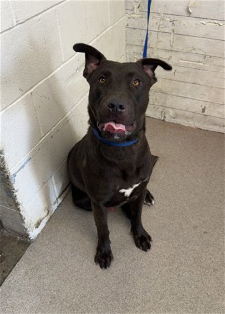 GREG - Labrador Retriever available for adoption