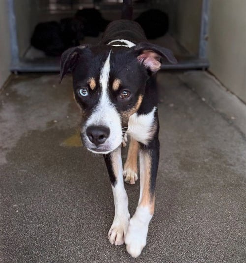 ASIAGO - Beagle / Jack Russell Terrier (Parson Russell Terrier) available for adoption