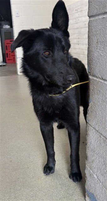 HUGH - German Shepherd Dog available for adoption