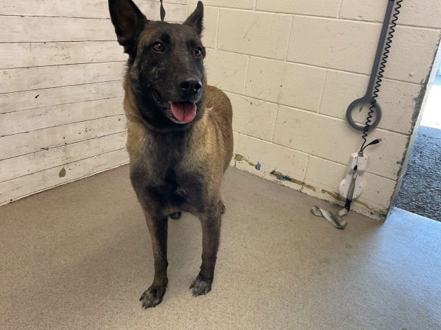 LISA - Belgian Shepherd Malinois available for adoption