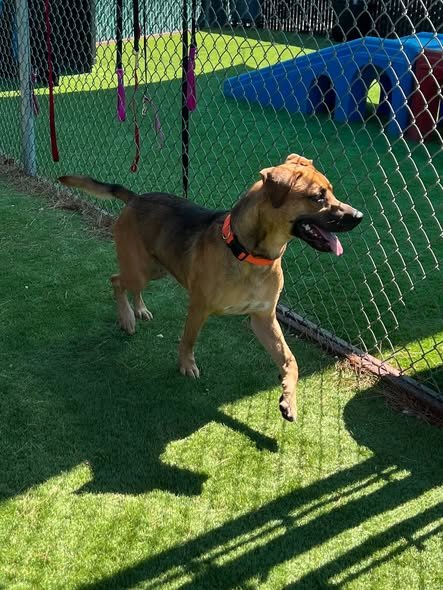 ZENNIN - Pit Bull Terrier available for adoption
