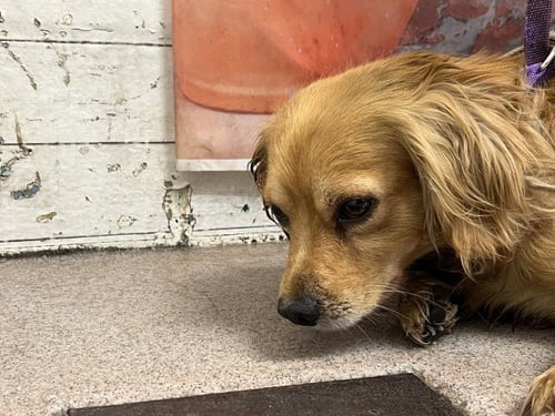 SLINKY - Cocker Spaniel available for adoption