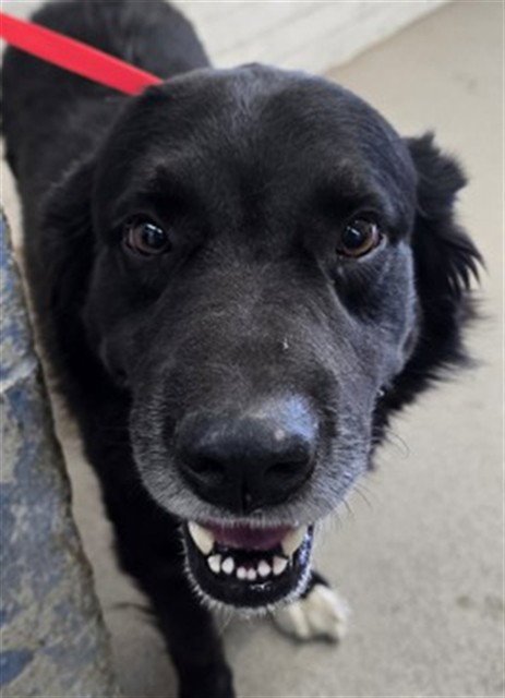 MIKEY - Border Collie available for adoption