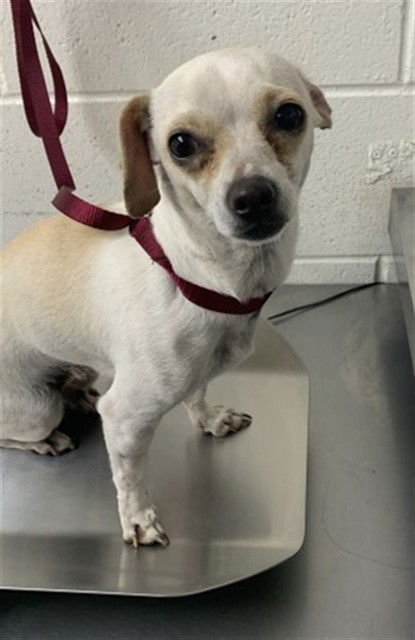 VANILLA BEAN - Chihuahua available for adoption