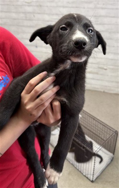 OPHELILA - Pit Bull Terrier available for adoption