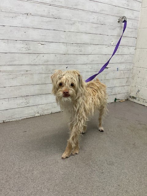 CHRIS - Border Terrier available for adoption