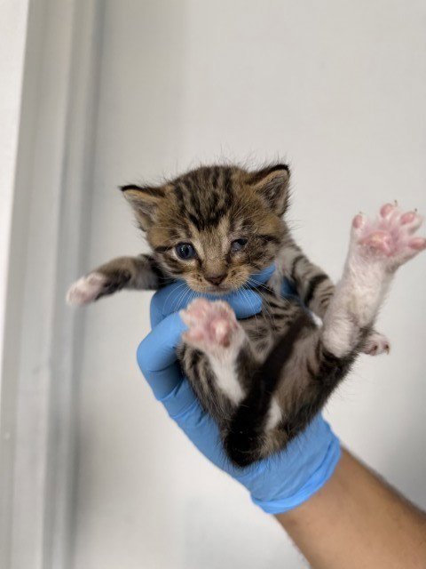 LEVI - Domestic Short Hair available for adoption