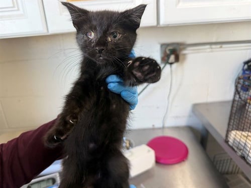 XZANTHIA - Domestic Short Hair available for adoption