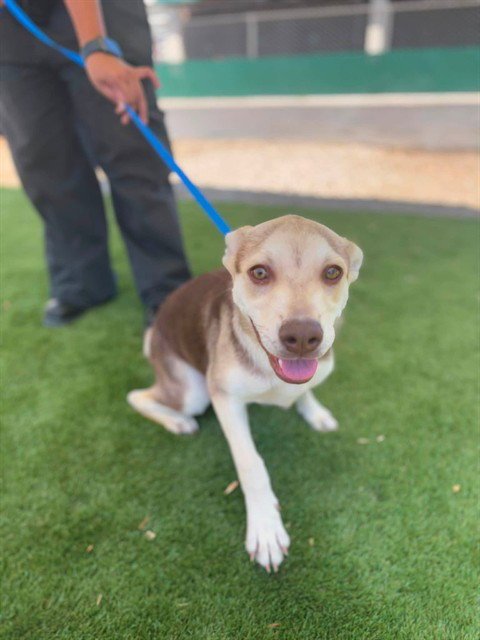 DOLLY - Siberian Husky available for adoption