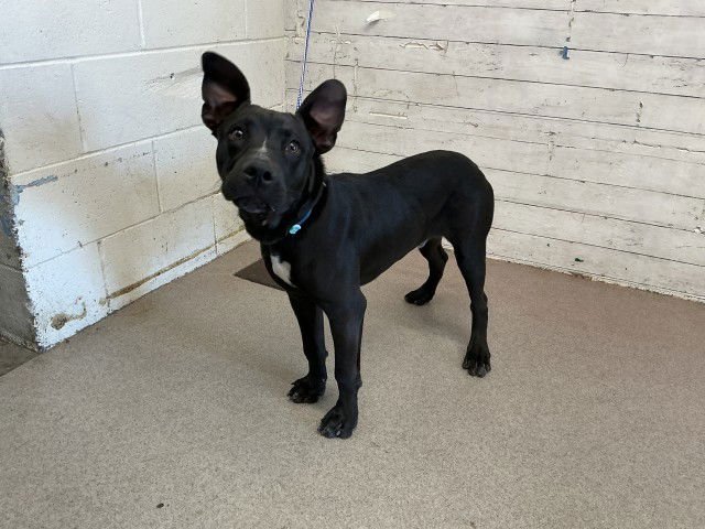 LUCAS - Pit Bull Terrier available for adoption