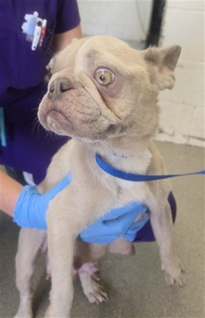 TARA - French Bulldog available for adoption