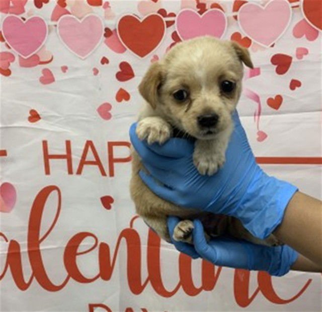 CHURRO - Australian Cattle Dog/Blue Heeler / Chihuahua available for adoption