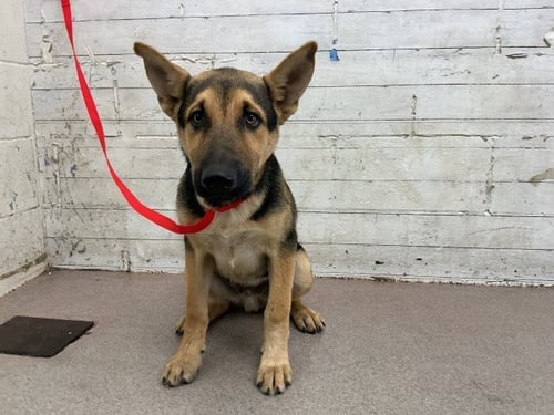 PABLO - German Shepherd Dog available for adoption