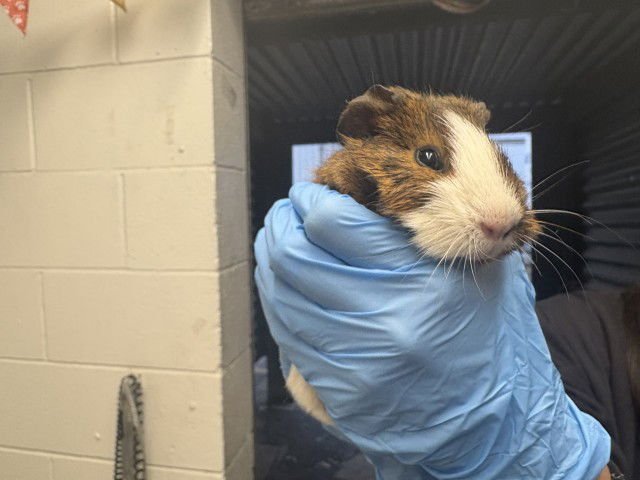 PEBBLE - Guinea Pig available for adoption