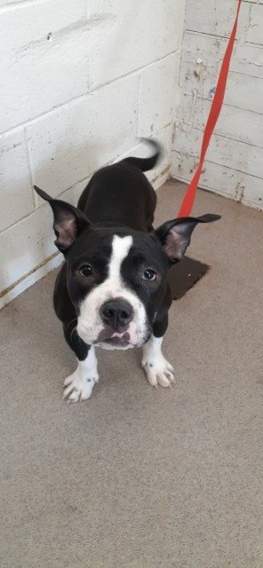 ARIA - Pit Bull Terrier available for adoption