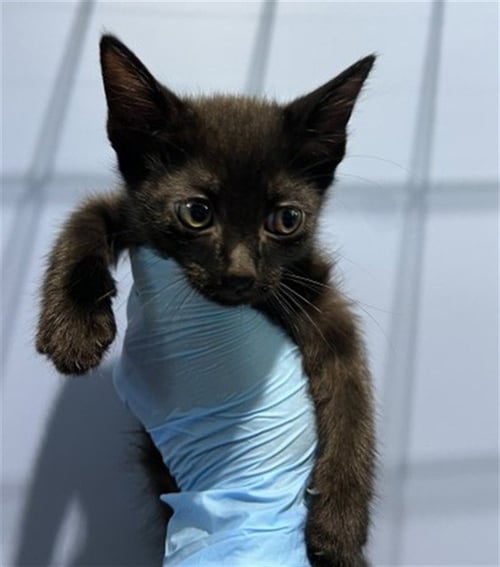 ONYX - Domestic Short Hair available for adoption