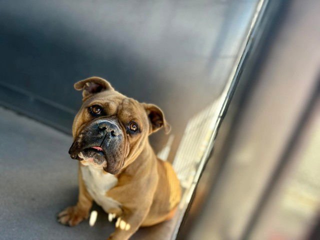 BARON - English Bulldog available for adoption