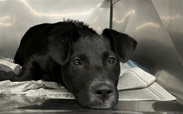 BENSON - Labrador Retriever available for adoption