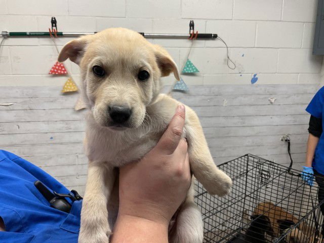 A589014 - German Shepherd Dog available for adoption