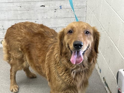 SUMMER - Golden Retriever available for adoption