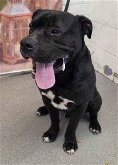 SPIKE - Pit Bull Terrier available for adoption