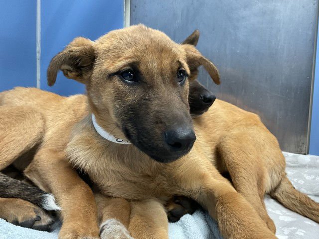 BISCUIT - Belgian Shepherd Malinois available for adoption