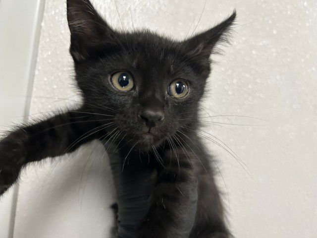 A589125 - Domestic Short Hair available for adoption