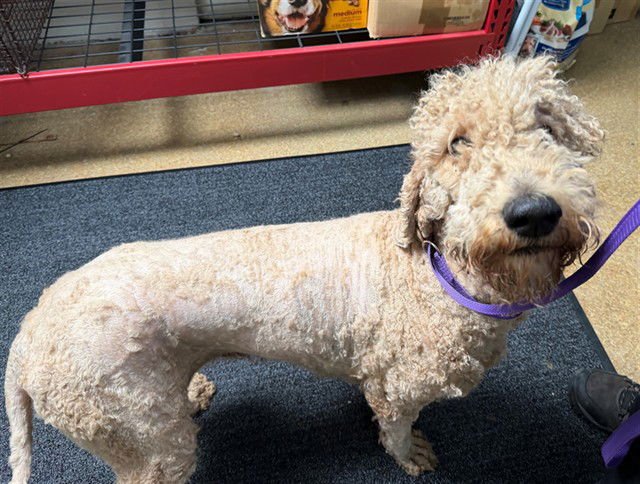 BARBARA - Poodle (Standard) available for adoption