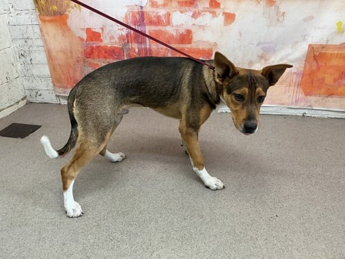 COMMANDER - German Shepherd Dog for adoption in San Bernardino