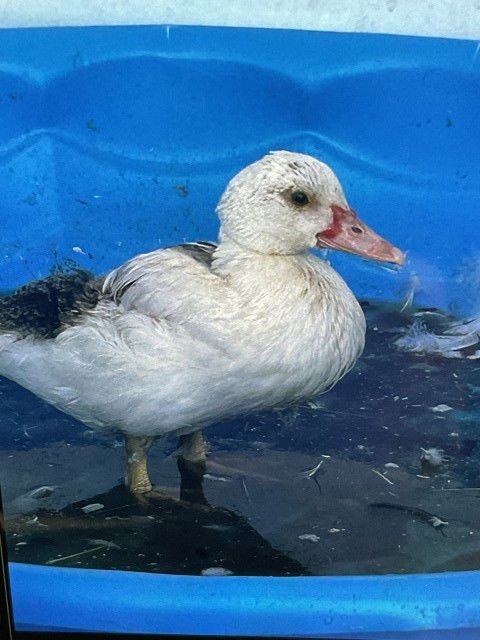 DUCKBILL - Muscovy available for adoption