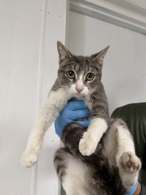 ELEANOR - Domestic Short Hair for adoption in San Bernardino