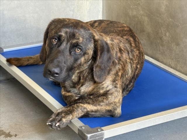 CHARLIE BROWN - Basset Hound available for adoption