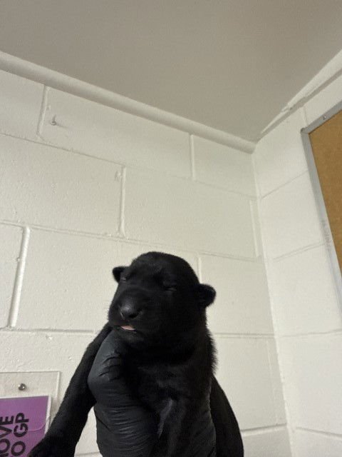 LILAC - Belgian Shepherd Malinois available for adoption