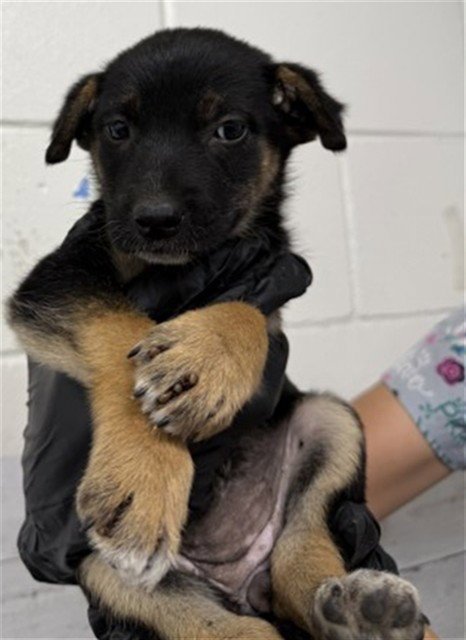 MILA - German Shepherd Dog available for adoption