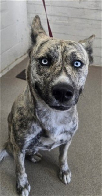 GWEN - German Shepherd Dog available for adoption