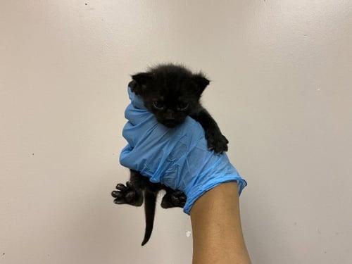 MERLIN - Domestic Short Hair for adoption in San Bernardino