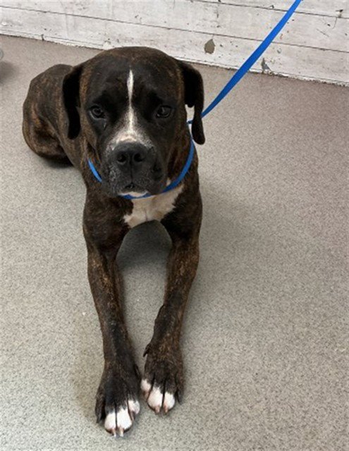 MANDY - Boxer available for adoption