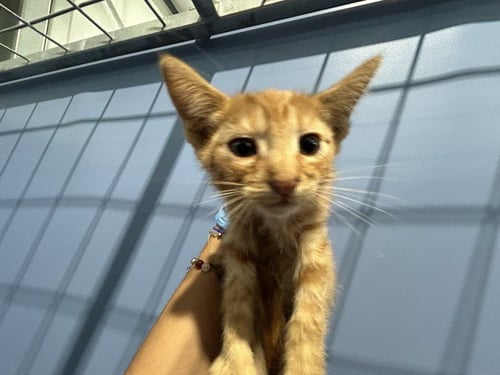 MINEY - Domestic Medium Hair available for adoption