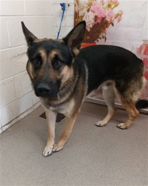 KODA Image