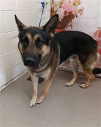 KODA - Photo 1