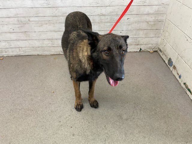RIKA - Belgian Shepherd Malinois available for adoption