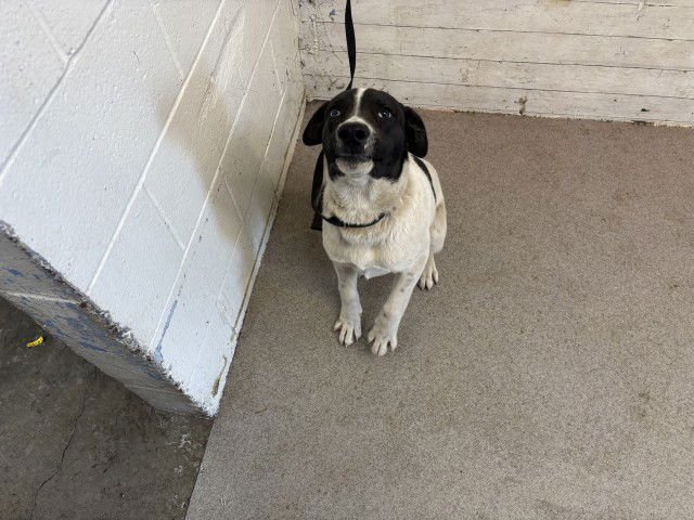 WINSTON - American Foxhound available for adoption
