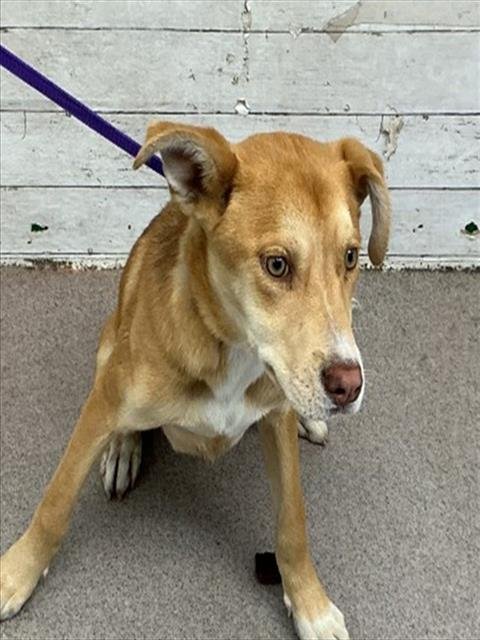 OLIVE - German Shepherd Dog available for adoption