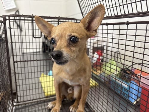 BAMBINO - Chihuahua available for adoption