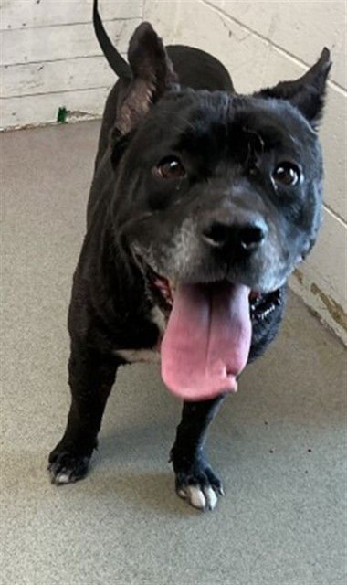 PEACHES - Pit Bull Terrier available for adoption