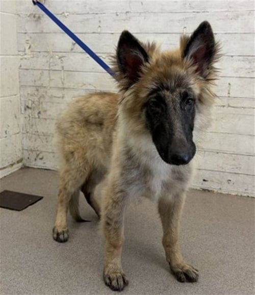 VALKYRIE - Belgian Shepherd Tervuren available for adoption