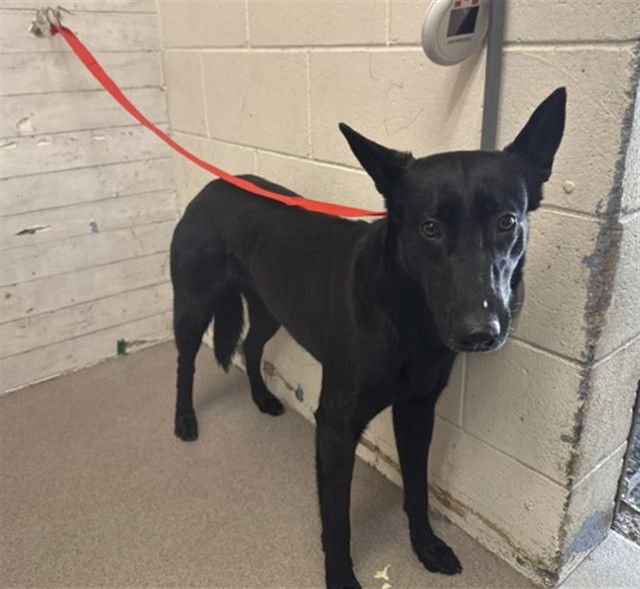 ERIS - German Shepherd Dog available for adoption