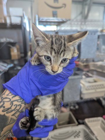 RICARDO - Domestic Short Hair available for adoption