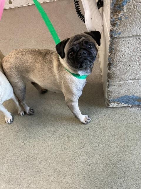 YANG - Pug available for adoption