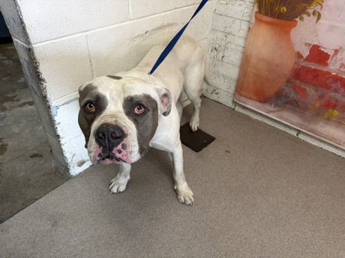 DEZEL - Pit Bull Terrier available for adoption